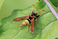 Paranthrene robiniae