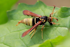 Paranthrene robiniae