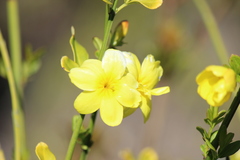 Chrysojasminum humile