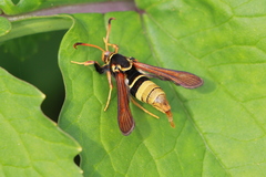 Paranthrene robiniae