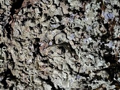 Punctelia stictica