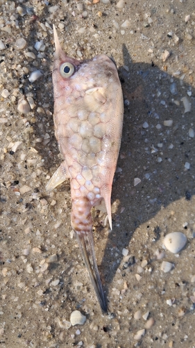 Lactoria cornuta