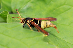 Paranthrene robiniae