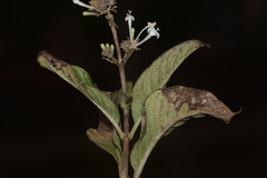 Spermadictyon suaveolens