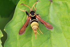 Paranthrene robiniae