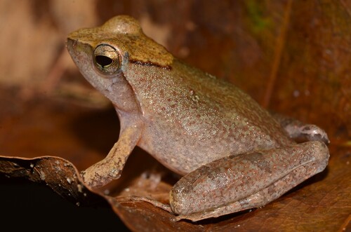 Eared River Frog, Phrynobatrachus auritus