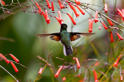 Black-bellied Hummingbird (Eupherusa nigriventris), photo 10