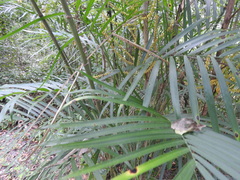 Chamaedorea seifrizii