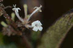 Spermadictyon suaveolens