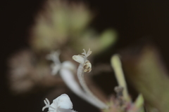 Spermadictyon suaveolens