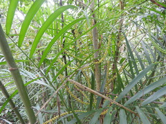 Chamaedorea seifrizii