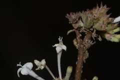 Spermadictyon suaveolens
