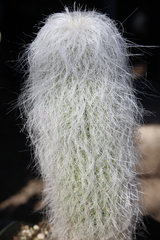 Cephalocereus senilis