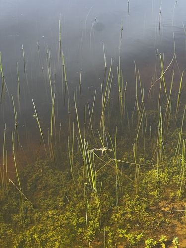 iNaturalist observation photo of American Bullfrog