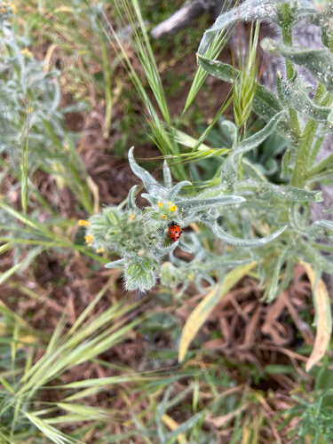 iNaturalist observation photo of Convergent Lady Beetle