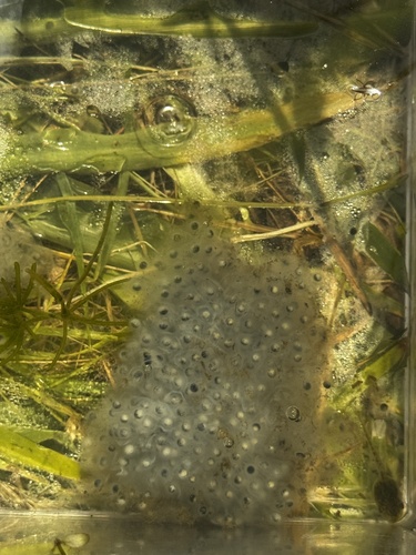 iNaturalist observation photo of American Bullfrog