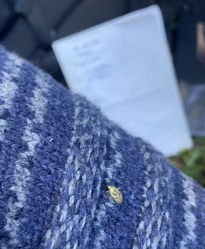 iNaturalist observation photo of Lygus Bugs