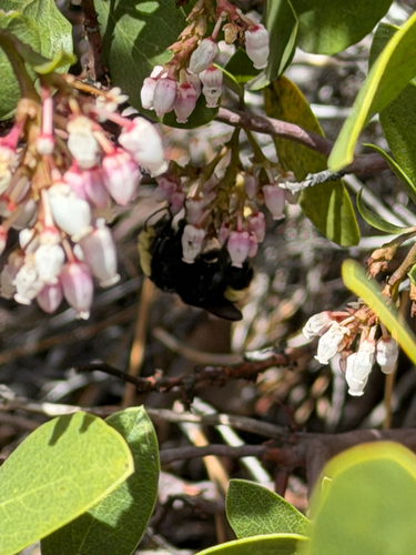 iNaturalist observation photo of Yellow-faced Bumble Bee