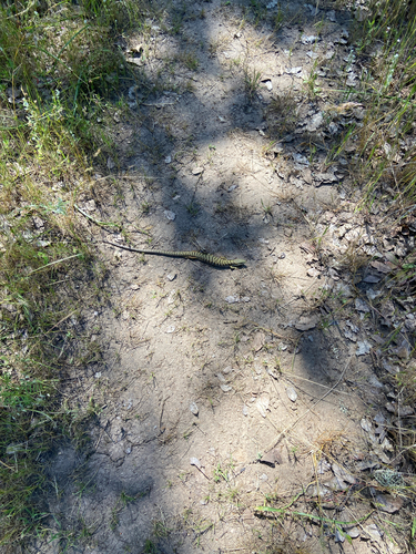iNaturalist observation photo of Southern Alligator Lizard