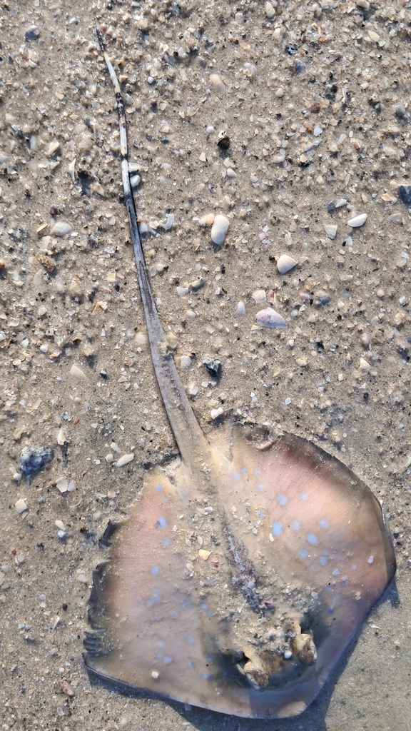 Masked Ray Malacca Bluespotted Maskray from Pelangi Beach & Spa Resort, 07000 ...