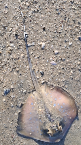 Neotrygon malaccensis