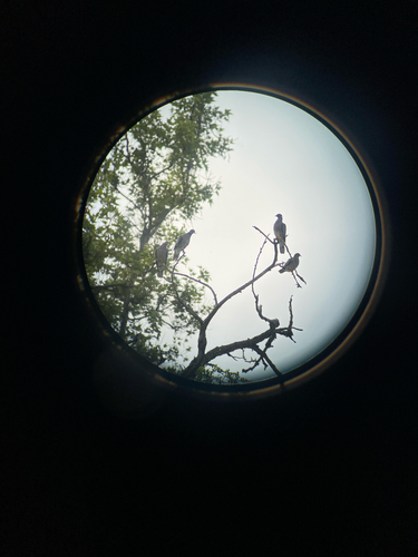 iNaturalist observation photo of Band-tailed Pigeon