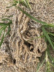 Phragmatopoma caudata