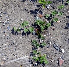 Potentilla tobolensis