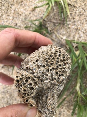 Phragmatopoma caudata