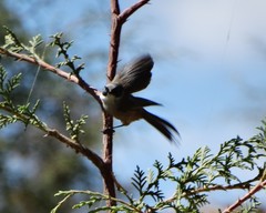 Psaltriparus minimus