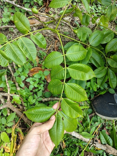 Spondias pinnata observed 2026-04-17