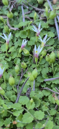 Lobelia reniformis 2