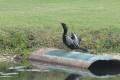 Anhinga anhinga
