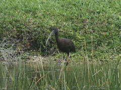 Plegadis falcinellus