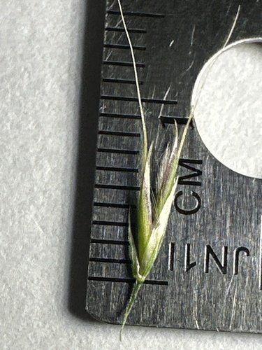 Graphephorum canescens observed 2026-04-18