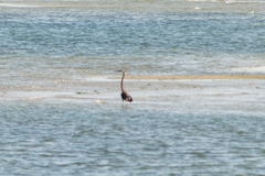 Ardea sumatrana