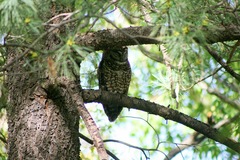 Strix occidentalis