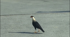 Caracara