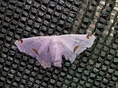 Sericoptera mahometaria