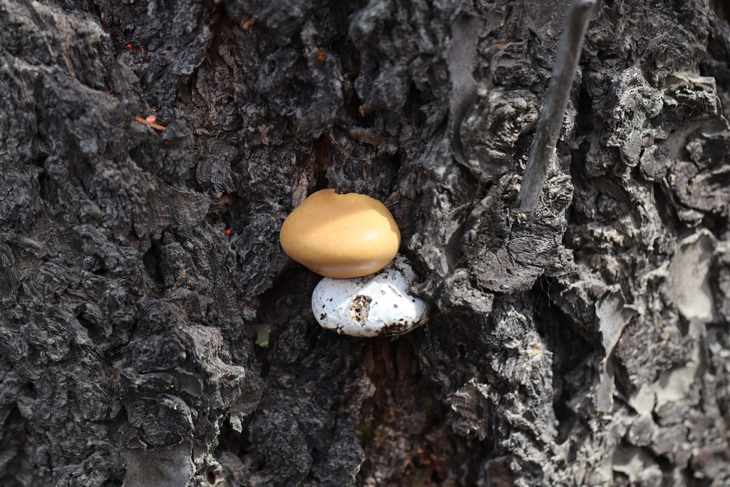Cryptoporus volvatus · April 2026 · photo: © selwell (iNaturalist, cc0)