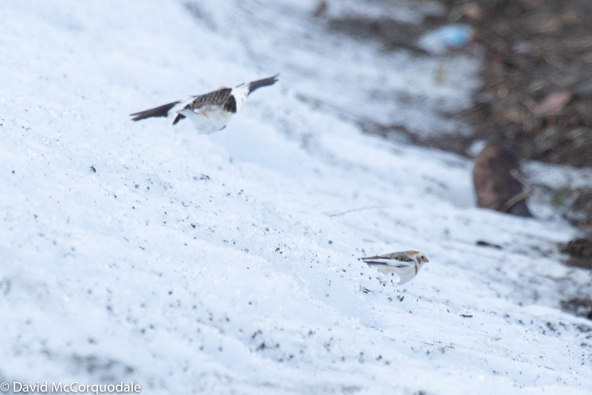Snow Bunting