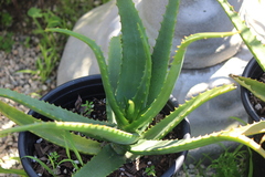 Aloe tauri