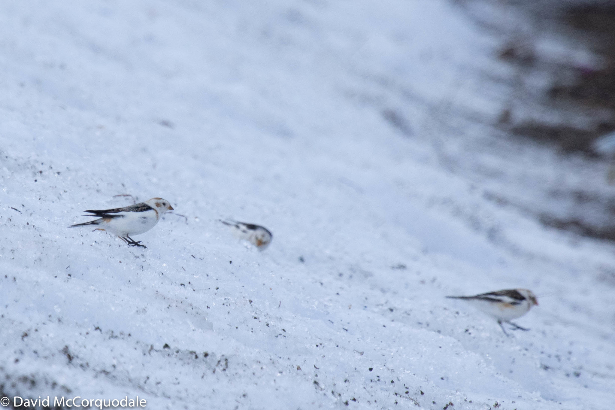 Snow Bunting