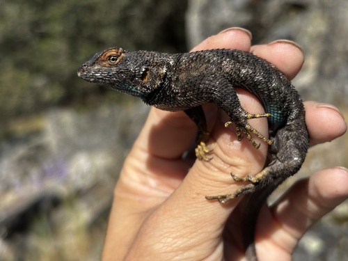 iNaturalist observation photo of Western Fence Lizard