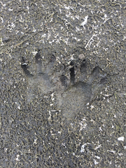 Procyon lotor psora