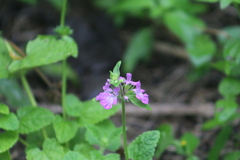 Stachys drummondii, photograph (c) Jackie T, some rights reserved (CC BY)