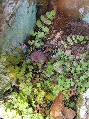 Woodsia obtusa occidentalis