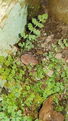 Woodsia obtusa occidentalis