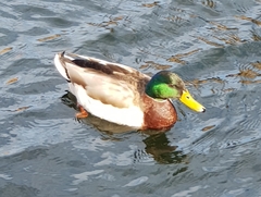 Anas platyrhynchos