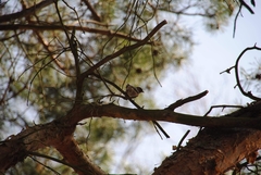 Fringilla coelebs